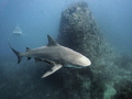 In July 2012, for the first time in anyone's memory, we had a group of Bull Sharks turn up at prime dive site Sail Rock.
Shooting in natural light, i finally managed to capture a shot with a pinnacle in the background using my Sony Nex-5 and kit ...