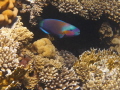 I'd followed this specific parrot fish for a couple of minutes as it raced up the coral, and then it seemed to 'pose' for me once it got to this little cave!