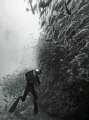 Diver in school of fish, Atlantis Reef, Cape Town.