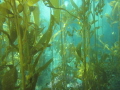Kelp forest taken at Anacapa Island, one of the Northern channel islands off the coast of santa Barbara, CA