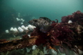 Lingcod waiting for a meal.