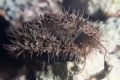 I have no idea what this is.  It was travelling pretty fast over the staghorn coral bed on a night dive in Anilao