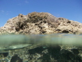 I was standing by the rock when i saw a school of tiny little fish swimming at the surface of the water. i tried my best to take a picture of them and ended up taking a half water and land shot. You can see only one tiny fish swimming.