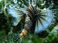 lionfish