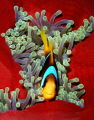 Red Sea Clownfish taken on a night dive