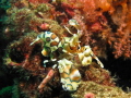 Finding Harlequin shrimps walking about in the open is not that common so I was really lucky to find a pair strolling along on the rocks.