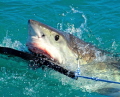 Great White Shark takes seal decoy.