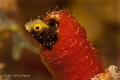 cannon blenny