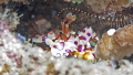 Harlequin Shrimp and Brittle Starfish. Canon XTi, 60mm macro, Ikelite housing, Ikelite D160 strobe. Manual, f8, 1/250 sec.