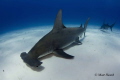 Great Hammerhead. The hardest shark I have attempted to photograph. After 3 years of trying, my dream came true.