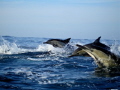 Three Common Dolphins during the Sardine run on the Natal South Coast