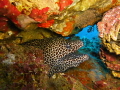 Honeycomb Moray Eel - Hin Daeng, Thailand..