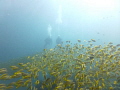 A Nice Fun Dive On Bida Nok - Thailand