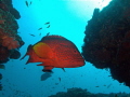 Rockard taken up close in Sodwana South Africa (My 2nd Time using a camera underwater)