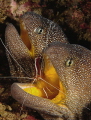A pair of yellow-mouthed moray eels.