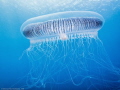 Atlantic Jelly in the Mediterranean sea