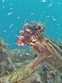 Scorpionfish posing