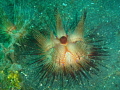 This photo of a sea urchin lit up with my flash and came out like like something I had never seen before so I thought I would submit it! It was taken in Lembeh strait, off Sulawesi, Indonesia.