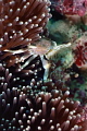 Porcelain Anemone Crab
(Neopetrolisthes maculatus)
Cute fellow fishing for food...