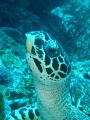 I saw this turtle, and was able to get close enough with my Olympus tough camera and take this shot of his head as he looked Up from eating a meal of a soft coral.