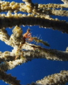 Decorator Crab Posturing for Camera