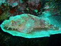 I came across this scorpion fish while diving at Bunaken island. He / she was sitting on a plate coral looking like he wanted to be served up! But I decided against that and took this photo with my Olympus tough instead!