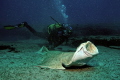 Angel Shark in Coloradas