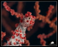 Pygmy Seahorse -Hippocampos Bargibanti

Canon Powershot S100, 2 x Sea&Sea YS-01
Inon UCL165 macro lens + Subsee +10