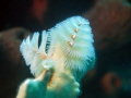 Christmas tree worm in Bonaire