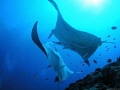 This shot of two manta rays came at the end of a liveaboard dive trip in the Maldives. The pair seemed to be performing a courting ritual that went on for ages and were oblivious of me