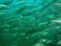 this shot of a wall of fish was taken at the Busselton jetty, which is a dive site close to where I live in Western Australia. I try to dive here once per year as it is a good easy dive and there are usually plenty of fish as this shot indicates!