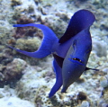 Common Blue Trigger Fish