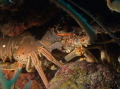 multiple lobsters packed together in a crevice