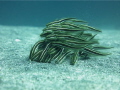 Juvenile Catfish feeding