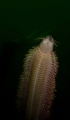 Polychaete worm swimming off of San Juan Islands, Washington