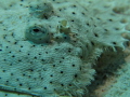 Leopard Flounder Fish