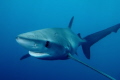 Female Blue Shark, taken freediving in San Pedro channel near Catalina Island, Sony RX100 with single strobe.