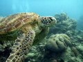 Beautiful sea turtle at Norman Reef, Great Barrier Reef, Cairns.