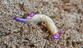 Limber Violet gilled nudibranch negotiating rough terrain