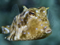Those Thornback Cowfish are often hard to spot but once you get close to them they amuse me with their 'frozen' face expression.