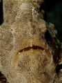 A face only a mother could love, although one of the world's fastest prey catching creatures - Commerson's Frogfish!