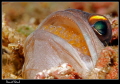 Mouth-hatching jawfish :-D