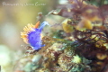 I took this image off Catalina Island, California.  It's a spanish shawl nudibranch that just decided to pose cute for me.