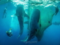 Interacting with Giants

An image from an early exploratory trip to Cenderawasih Bay in Papua back in 2010