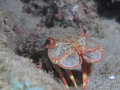 Slipper Lobster at night in Hawaii