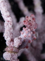 Pigmy Sea Horse