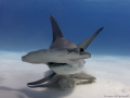 Great Hammerhead - stiring up the sand