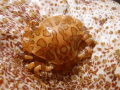 sea cucumber crab