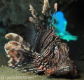 Lion Fish