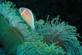 Pink anemonefish